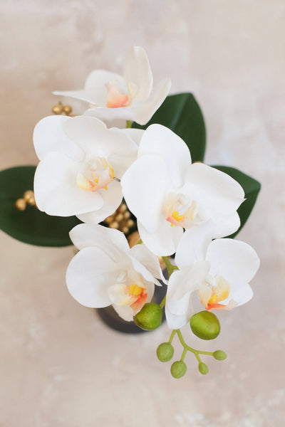 小盤蘭花 Mini Orchid Pot
