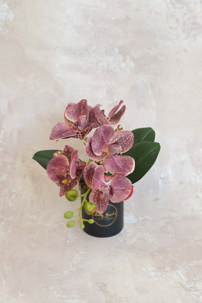 小盤蘭花 Mini Orchid Pot