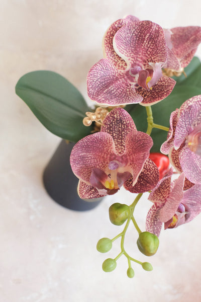 小盤蘭花 Mini Orchid Pot