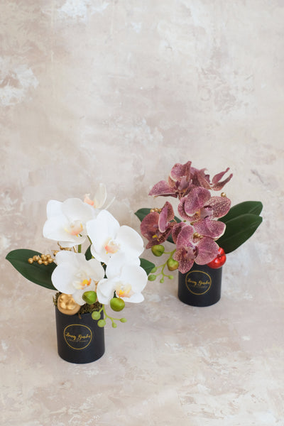 小盤蘭花 Mini Orchid Pot