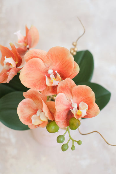 小盤蘭花 Mini Orchid Pot