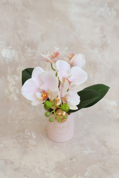 小盤蘭花 Mini Orchid Pot