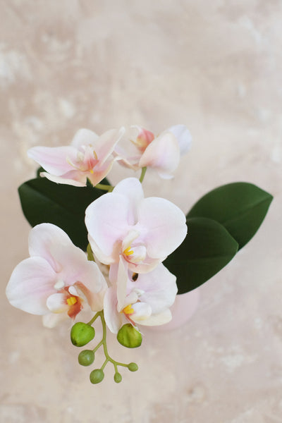 小盤蘭花 Mini Orchid Pot