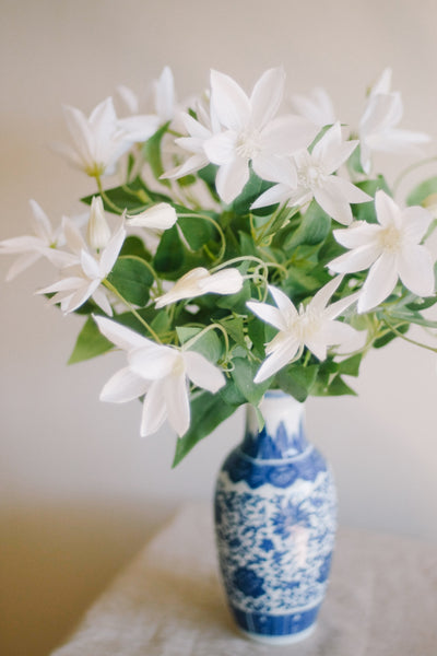"Balzac" Clematis in Porcelain